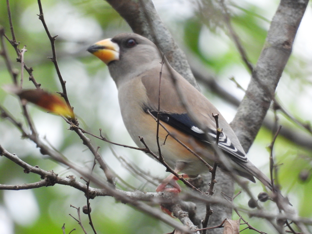 Yellow-billed Grosbeak