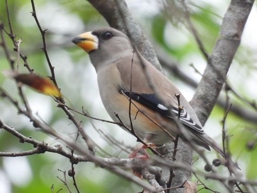 Chinese Grosbeak (Eophona migratoria), photo 4