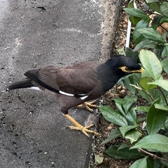 Acridotheres tristis