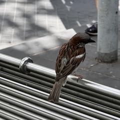 Passer domesticus