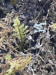 Homaliodendron flabellatum