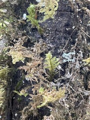 Homaliodendron flabellatum