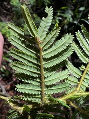 Acacia oshanesii