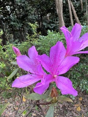 Rhododendron kanehirae