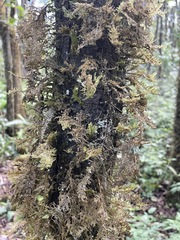 Homaliodendron flabellatum