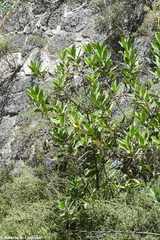 Neopringlea integrifolia
