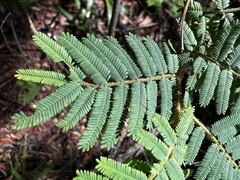 Acacia oshanesii