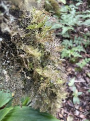 Homaliodendron flabellatum