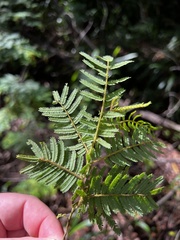Acacia oshanesii