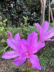 Rhododendron kanehirae