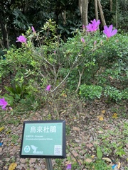 Rhododendron kanehirae