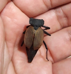 Prionapterus breyeri