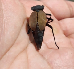 Prionapterus breyeri