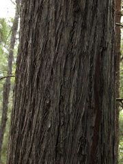 Eucalyptus tindaliae