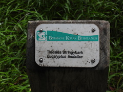 Eucalyptus tindaliae