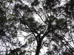 Eucalyptus tindaliae