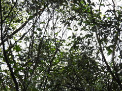 Eucalyptus tindaliae