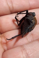 Prionapterus breyeri