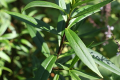 Myoporum betcheanum