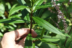Myoporum betcheanum