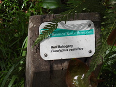 Eucalyptus resinifera