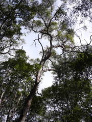 Eucalyptus resinifera