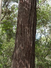 Eucalyptus resinifera