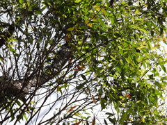 Eucalyptus resinifera