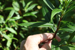 Myoporum betcheanum