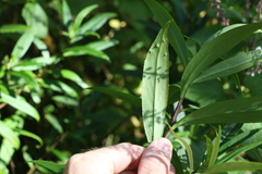 Myoporum betcheanum