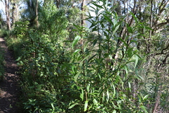 Myoporum betcheanum