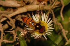 Episyrphus trisectus