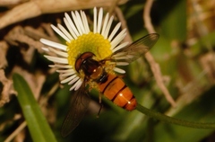 Episyrphus trisectus