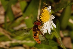 Episyrphus trisectus