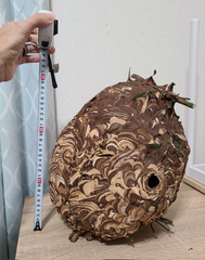 Vespa analis insularis