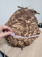 Vespa analis insularis