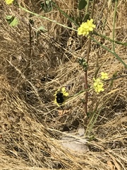 Bombus