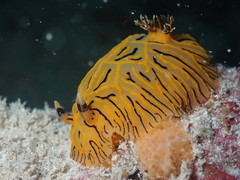 Halgerda willeyi