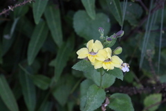 Goodenia grandiflora