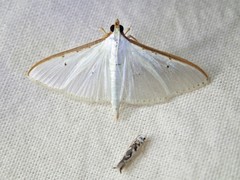 Palpita austrounionalis