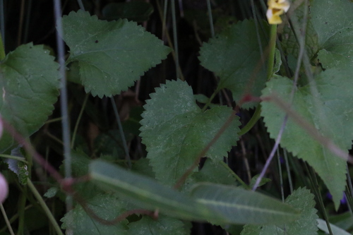 Image of Goodenia grandiflora by (c) Greg Tasney, some rights reserved (CC BY-SA)