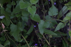Goodenia grandiflora