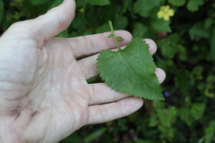 Goodenia grandiflora