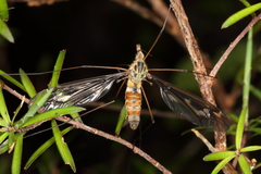 Leptotarsus lunatus