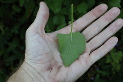 Goodenia grandiflora
