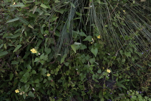 Image of Goodenia grandiflora by (c) Greg Tasney, some rights reserved (CC BY-SA)