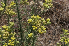 Eschenbachia stricta