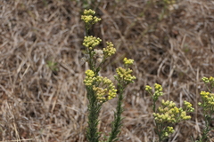 Eschenbachia stricta