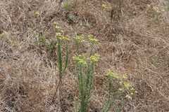 Eschenbachia stricta