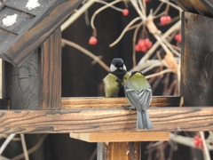 Parus major